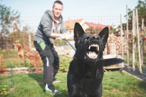 aggressive dog
